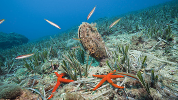 Kihalhat a Földközi-tenger legnagyobb kagylója