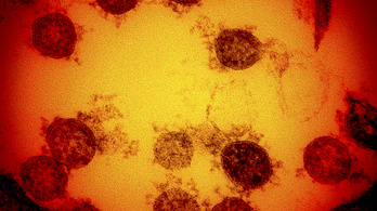 Világelső magyar vizsgálat: az aktív koronavírus hőálló, öngyógyító, rugalmas