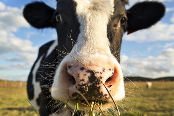 A marháknak elegük van: az állatmentes hús után itt a tehénmentes tej