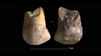 Velence régiójában egy 45-48 ezer éves neandervölgyi fogát találták meg