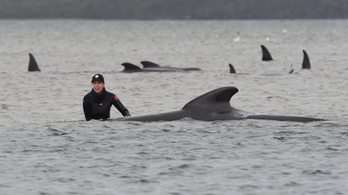 Gömbölyűfejű delfineket mentenek Tasmaniában