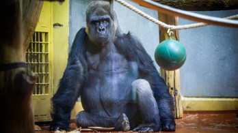 Így néz ki egy sármos, negyvenéves gorilla