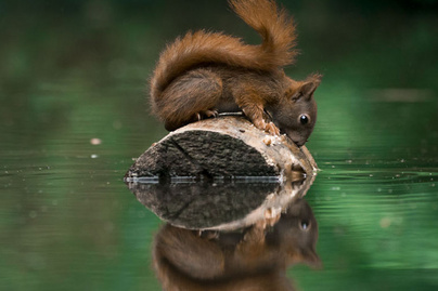 cuki-mókus-borító