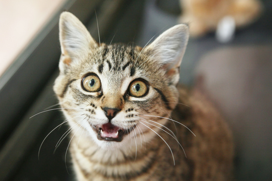 Szótár macskákhoz: melyik nyávogás mit jelent?