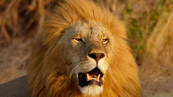 Egy egész oroszlánfalkát öltek le, mert kiszöktek a nemzeti park területéről
