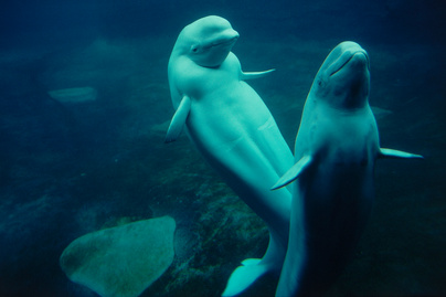 Először úszott a tengerben a két fogságban tartott delfin: nagyon megható a vidámságuk