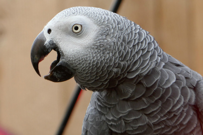 Káromkodó papagájok riogatták a vadaspark látogatóit: így állították le a szitkozódó madarakat