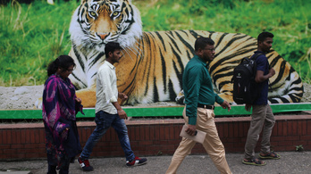 Két év alatt nyolc embert ölt meg egy tigris Indiában