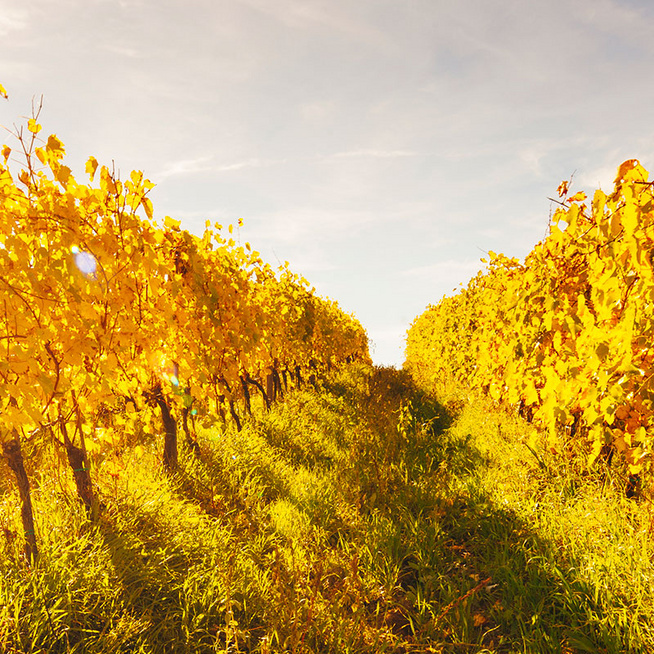 Ezeket a borokat ajánljuk őszre - A könnyed, gyümölcsös vörös a legjobb választás