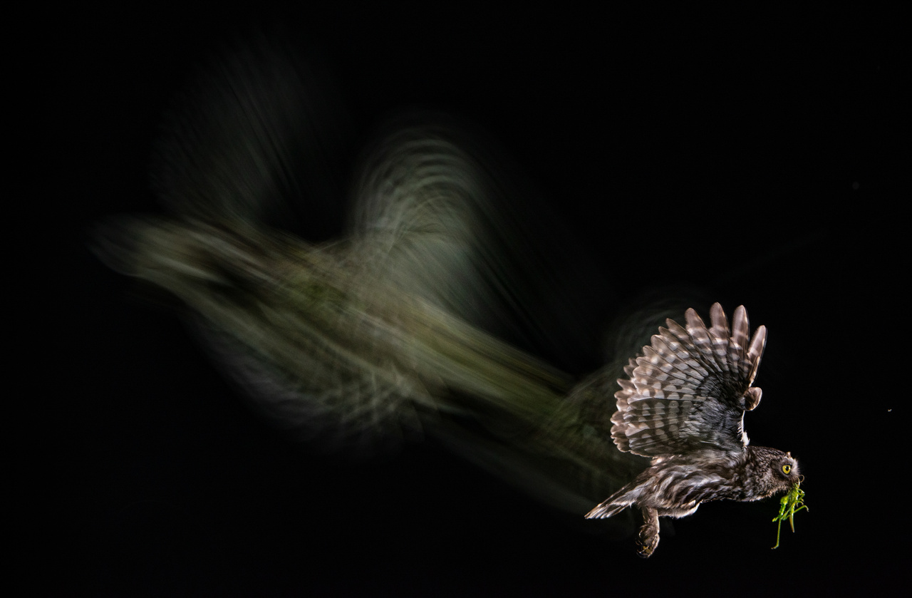Egy kuvikról hosszú expozíciós idővel készített felvétel. A madár éppen élelmet visz fiókájának.
                        