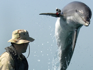 Robotok váltják az aknakereső delfineket