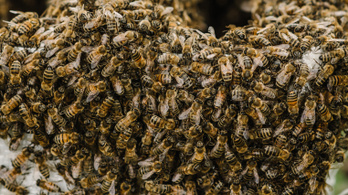 Méhek mérgével az agresszív mellrák ellen