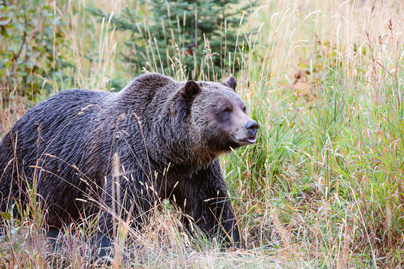 A Miskolcon járkáló medve itt lehet most - Több lakott területen is felbukkant a napokban