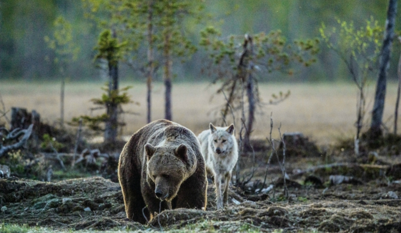 grizzly és farkas