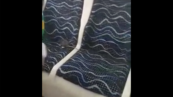 Videó: patkány mászott az utas nyakába a 108-as buszon