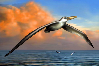 Gigantikus méretű madarak maradványait azonosították az Antarktiszon