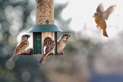 Mivel szabad etetni télen a kertbe repülő madarakat? Elpusztulhatnak, ha nem a megfelelő csemegét kapják