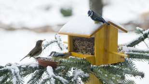 Miért nem fáznak fel a madarak, ha állandóan mezítláb vannak?
