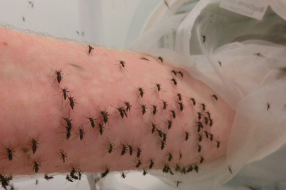 Több ezer szúnyogot etet a tudós saját karjából: nem lehet vakaródzás nélkül végignézni a videót
