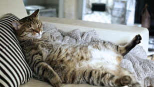 Túlsúlyos a macskád? Így vedd rá a fogyásra