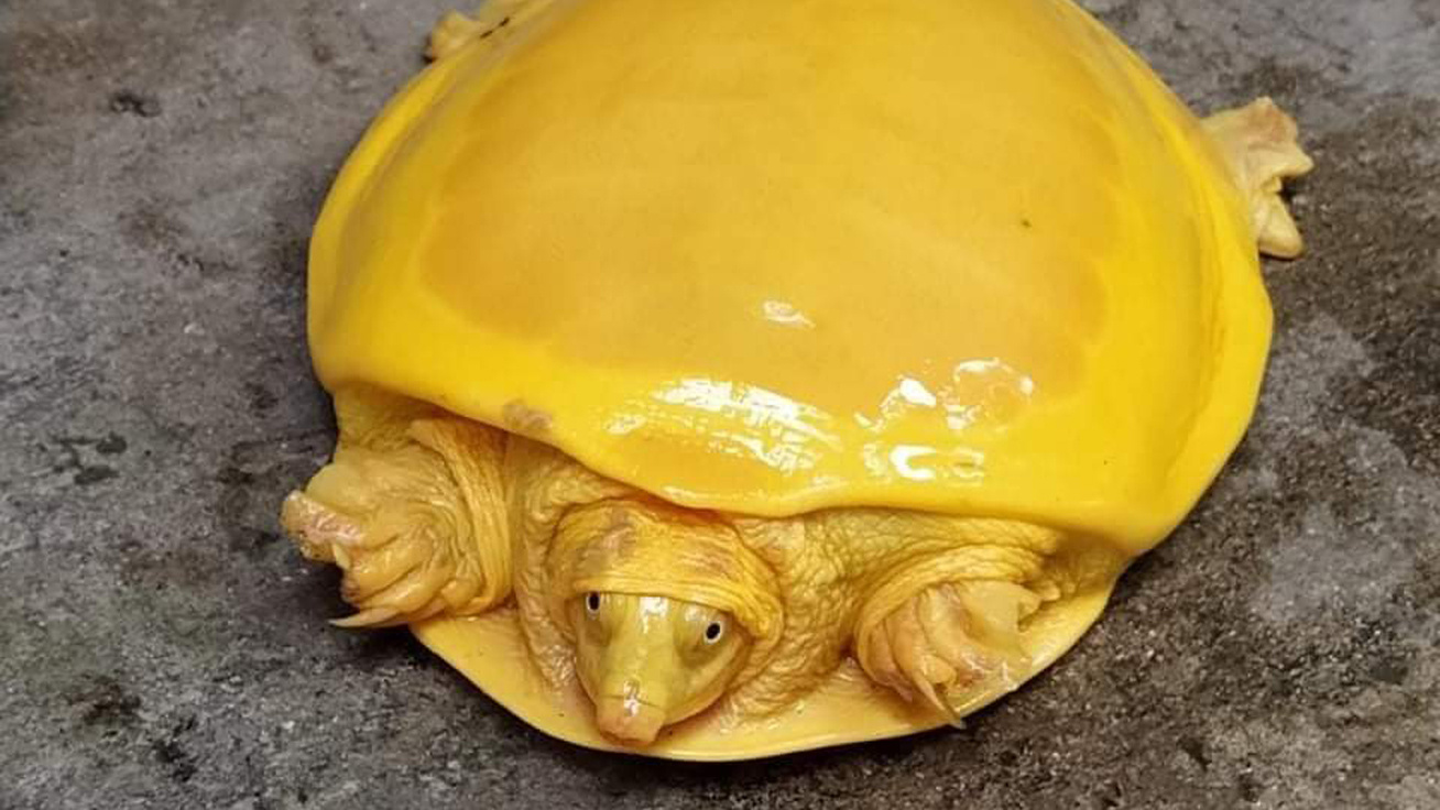 albínó-teknős