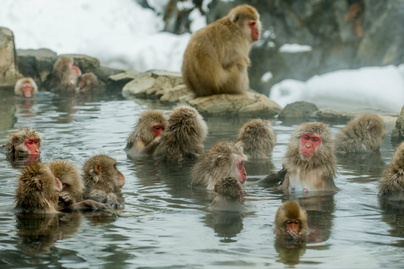 Hihetetlenül édesek a termálfürdőző havasi majmok: Nagano gyönyörű tájain élnek
