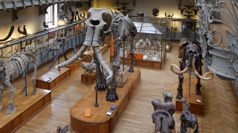 A világ legnagyobb mamutcsontváza felújítására gyűjt a párizsi Természettudományi Múzeum