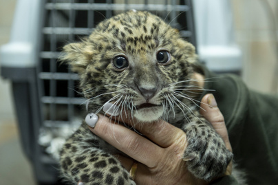 Igazi szenzáció: leopárdkölykök születtek Gyöngyösön - Ezek az első fotók róluk