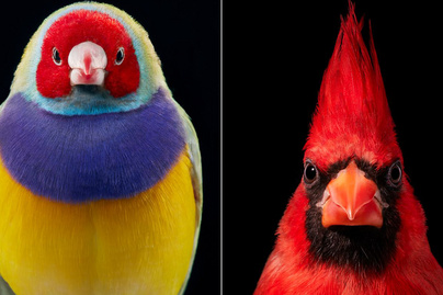 Gyönyörű portrékat készít madarakról a fotós - Varázslatos módon örökíti meg őket