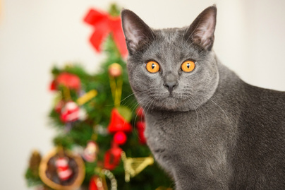 Ezért nem szabad egyedül hagyni a macskát a karácsonyfával: 15 szemléletes kép