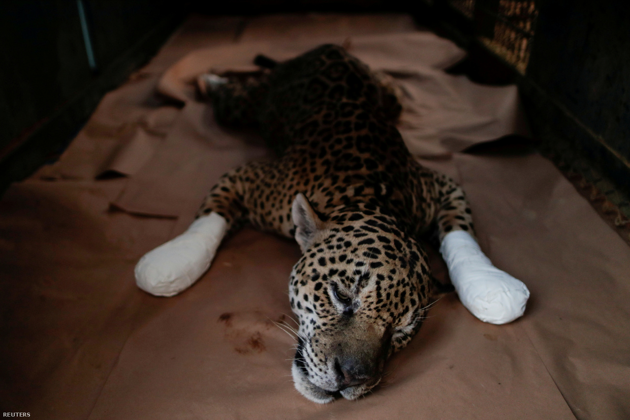 Égési sérüléseiből gyógyuló jaguár Brazilia Goias államában 2020. szeptember 19-én Az állat rezervátumbeli lakóhelyén lábadozik, ahol korábban tűz ütött ki.