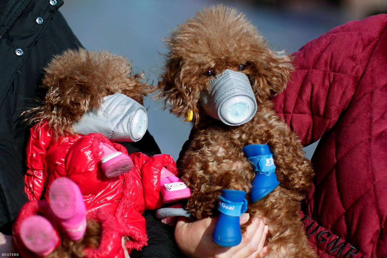 Maszkot viselő kutyák a koronavírus kitörése után Sanghaj belvárosában 2020. február 16-án. 