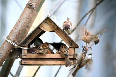 Hogyan tilos, és hogyan ideális etetni a madarakat? A Magyar Madártani Egyesület tanácsai