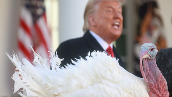 Trump idén is megkegyelmezett két pulykának a hálaadás alkalmából