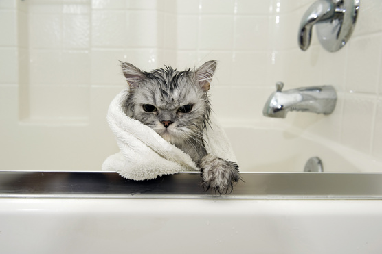 Miért utálják annyira a macskák a vizet? 5 okuk is van rá