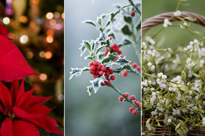 Mit üzennek a karácsony hagyományos növényei? A magyal szerencsét hoz, a fagyöngy az örök szerelem záloga