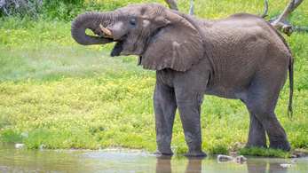 Namíbia elárverezné elefántjait az aszály miatt