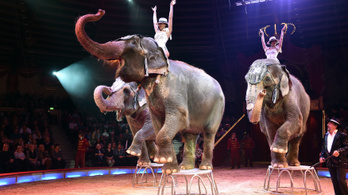 Betiltaná a vadállatok cirkuszi szerepeltetését a Párbeszéd