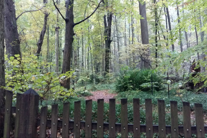 Különös temető rejtőzik a Vértes sűrű erdőjében: több száz éves sírokat rejt a nyugalmas táj
