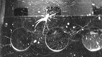 Pókproblémák a Nemzetközi Űrállomáson