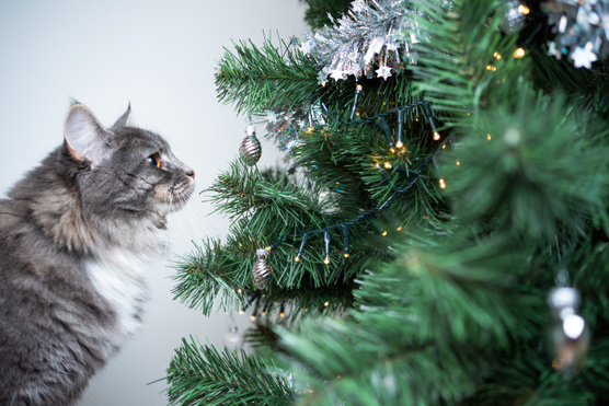 Így előzheted meg, hogy a macskád szétkapja a karácsonyfát