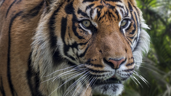 Súlyosan megsebesített egy tigris egy nőt Csehországban