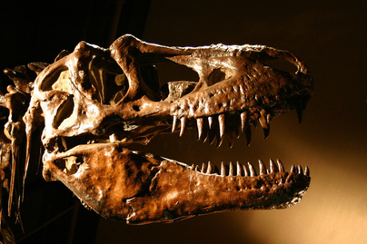 200 millió évvel ezelőtt élt dinoszaurusz agyát rekonstruálták - Meglepő felfedezést tettek