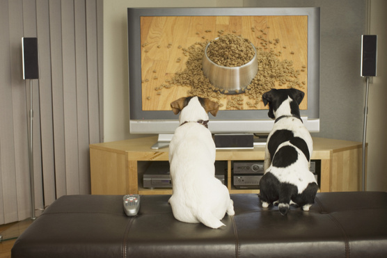 Így látja a kutya a tévét