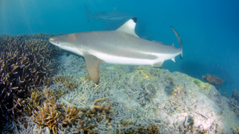 Szomorú rekord Ausztráliában: évtizedek óta nem volt ennyi halálos cápatámadás