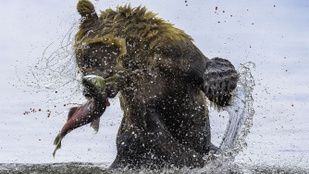 12 ámulatba ejtő fotó az állatvilág vadságáról