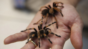 Tarantula pókokat és skorpiókat tartalmazó csomagot foglaltak le a Fülöp-szigeteken