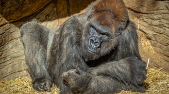 Koronavírussal fertőződött meg két gorilla
