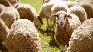 Te képes vagy elalvás előtt bárányokat számolgatni? Ez fontos képességre utal