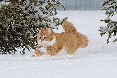 Cuki fotókon a bundás cica és a hó találkozása - Élvezi minden pillanatát